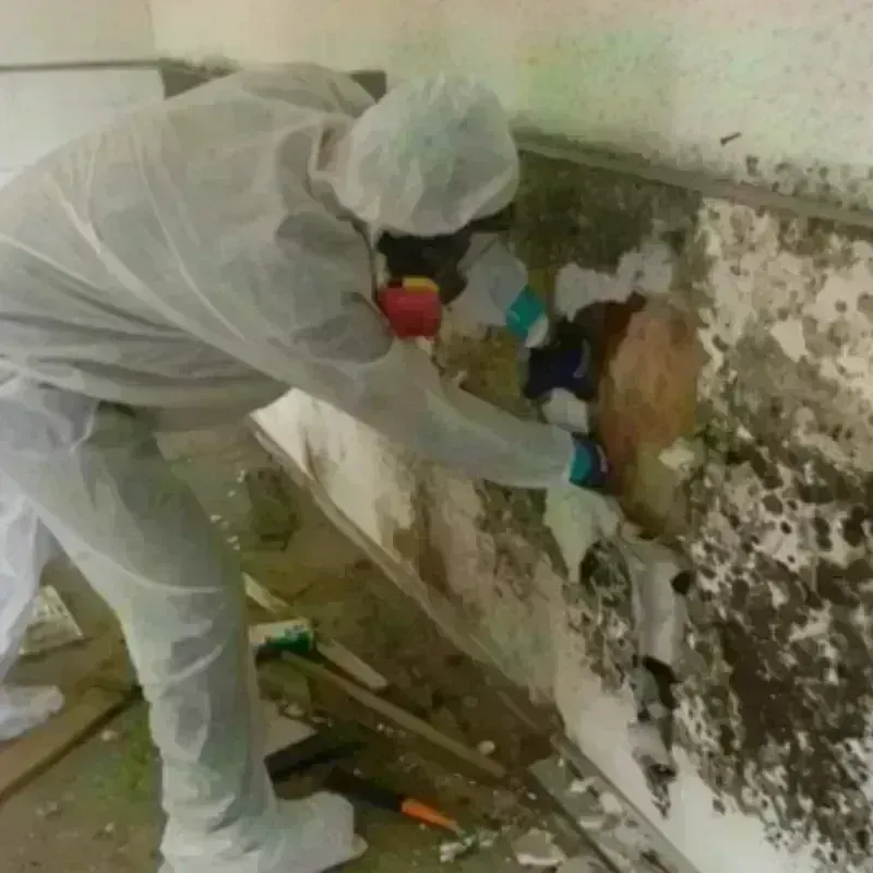 Mold Remediation and Removal in Tahlequah, OK